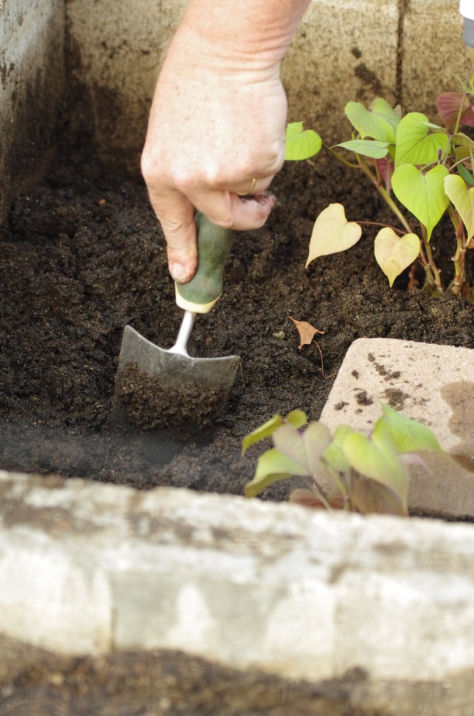 Sweet potato planting 2