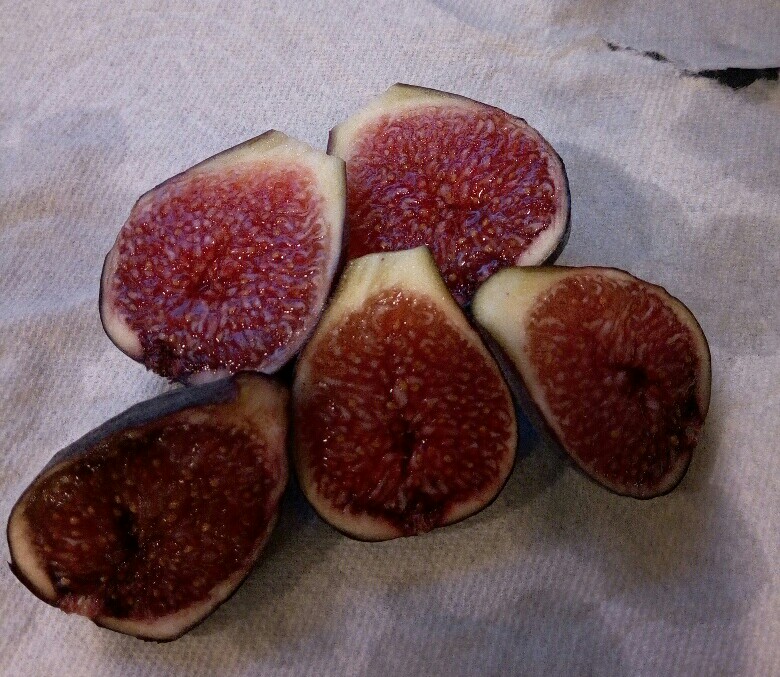 Violette%20de%20Bordeaux_26Aug2019