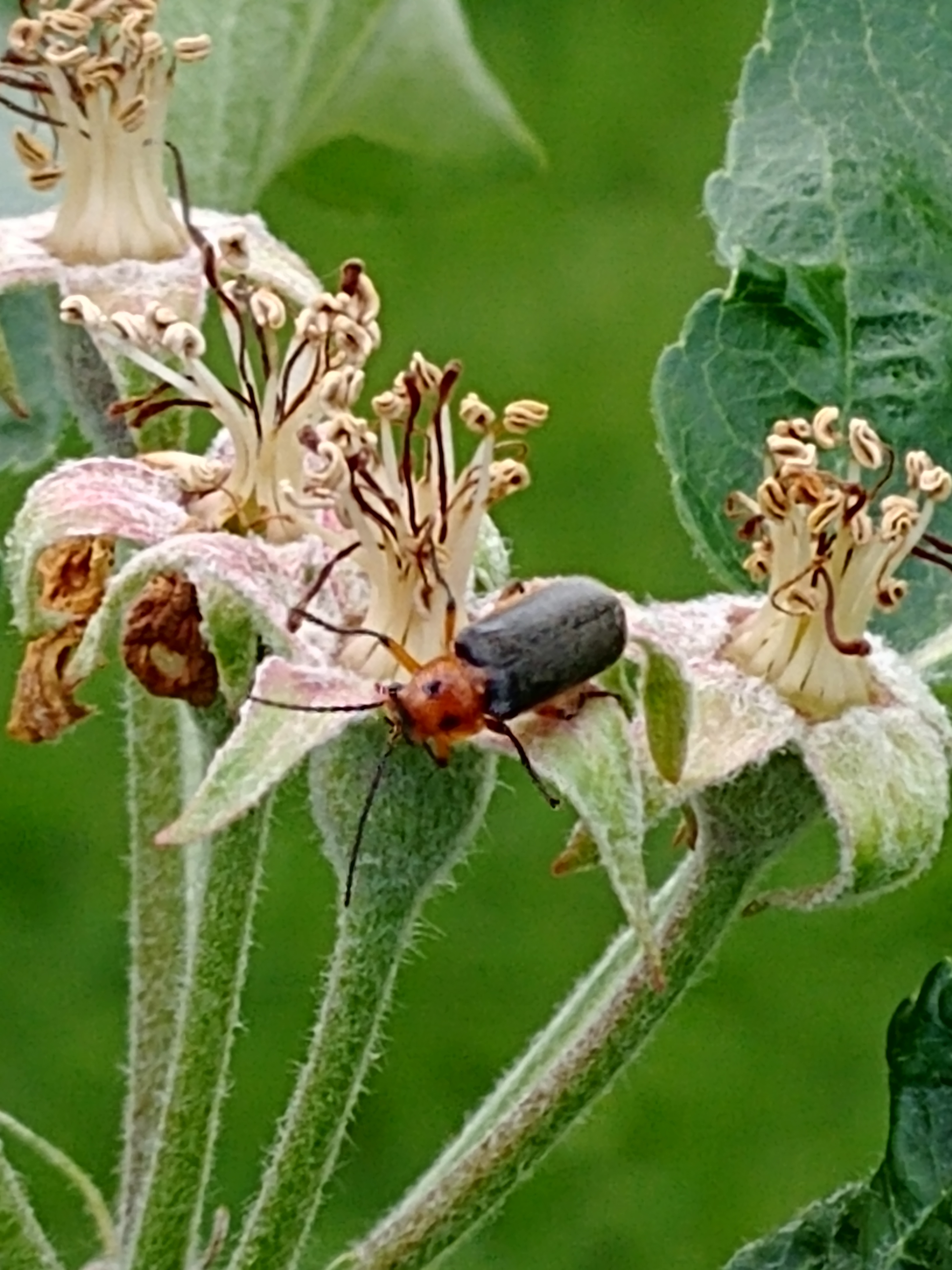 Insect and Disease Identification Thread - Page 13 - General Fruit ...