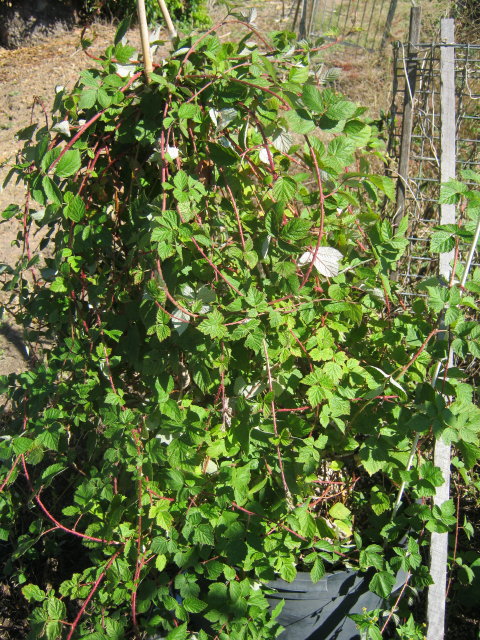 R.idaeus x R. parvifolius F1_1