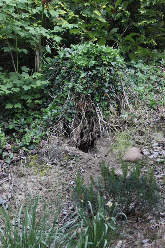 Herr_Rabbit_House_1