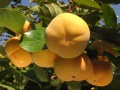 Chinebuli persimmons in Bulgaria