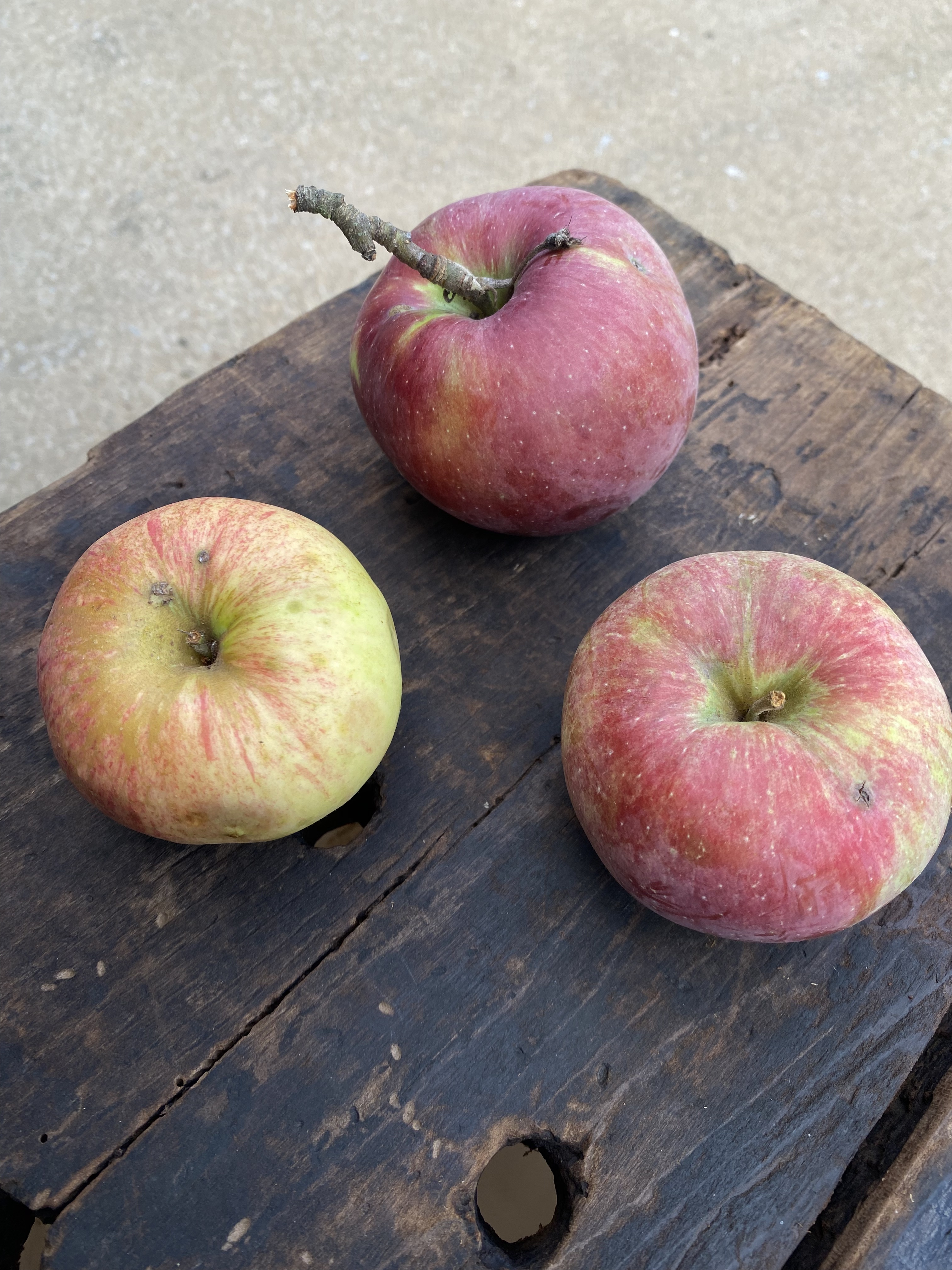 Name That Fruit General Fruit Growing Growing Fruit name-that-fruit-general-fruit-growing-growing-fruit