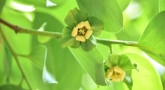 small cream colored persimmon flowers