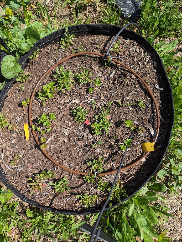 Growing Arctic Raspberry Is it time to rip out out my arctic raspberries? - Page 6 - General ...