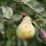 harvest queen pear