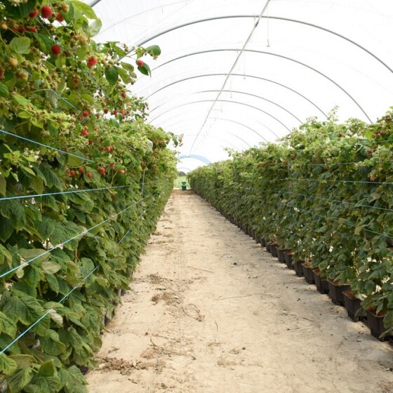 raspberries-in-plantlogic-drainage-collection-pots-grown-in-galuku-coir-pot-fillers--560x560