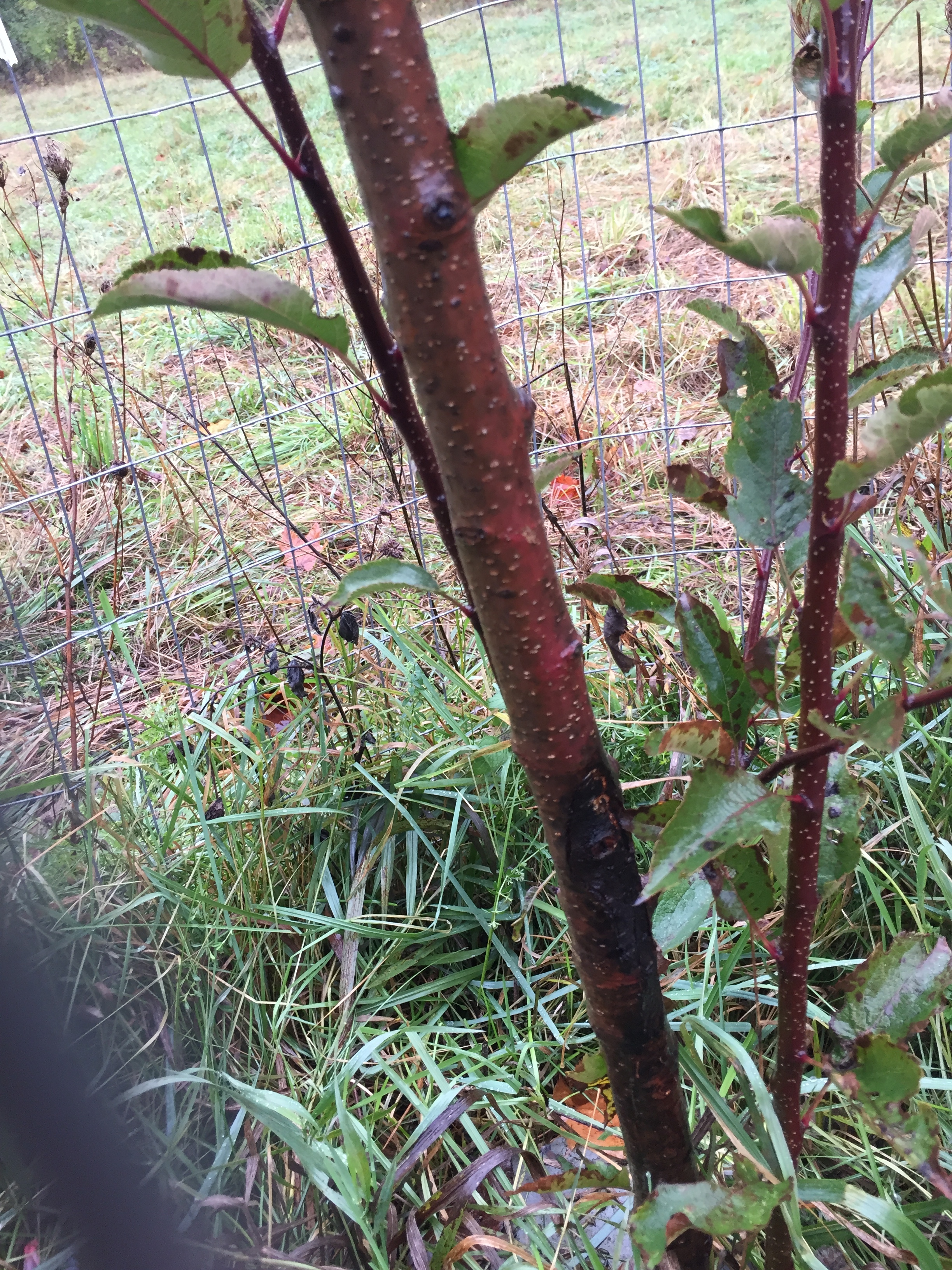 The dreaded F word (Fireblight) is showing up in our orchards - General ...