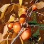 Early Jewel American persimmon with golden yellow fall colors