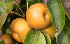 Shinsui asian pear trees