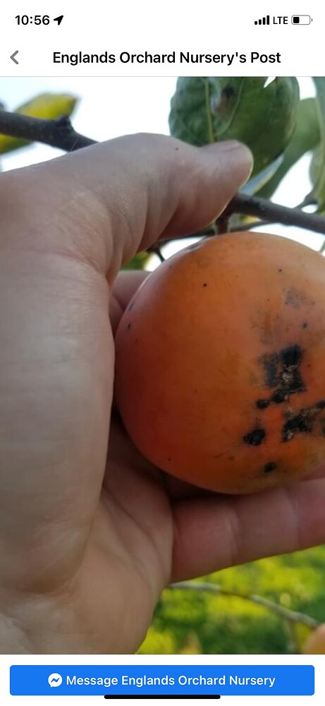 Gwang Yang x Rosseymale PCNA-hybrid England Cliff 001