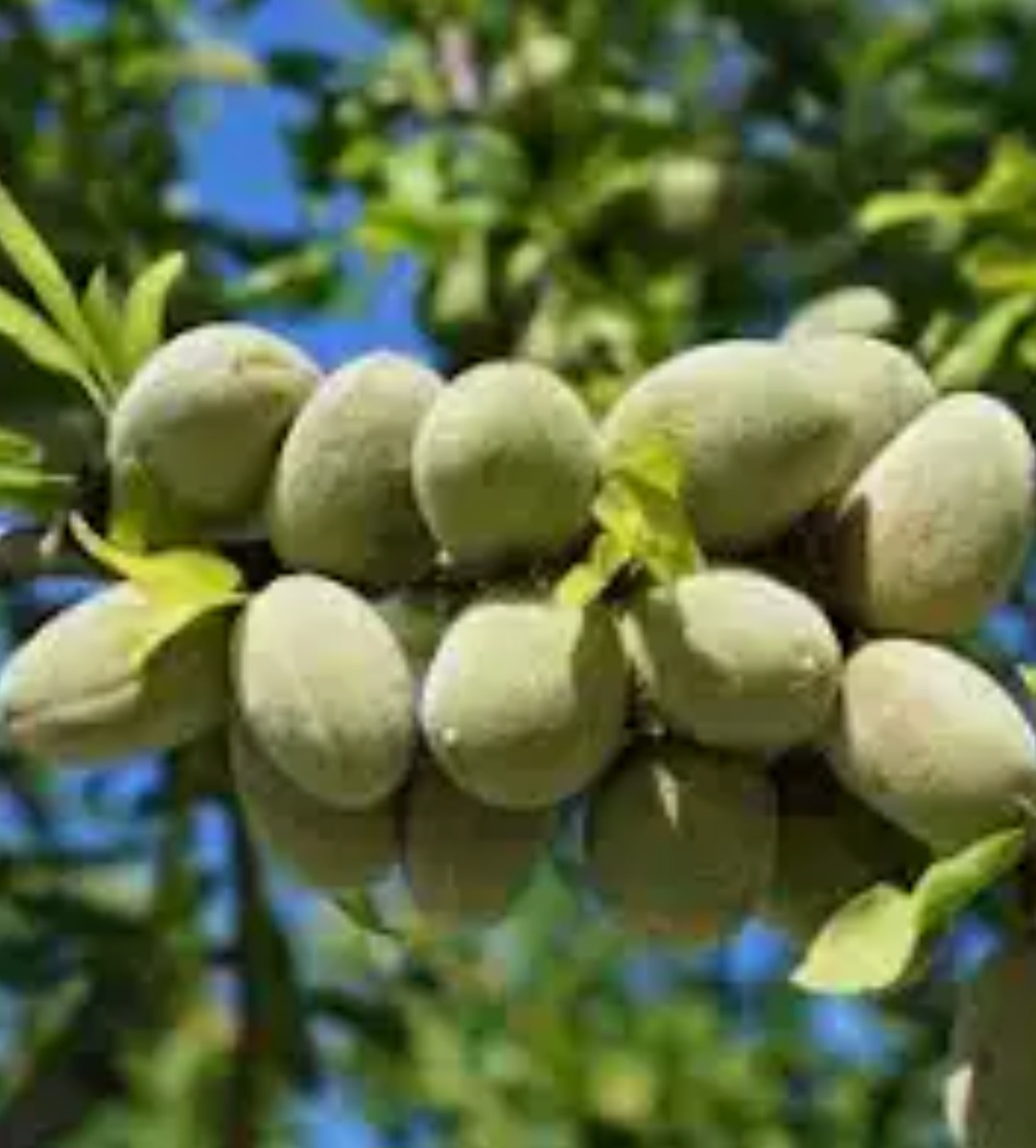 General Fruit Growing General Fruit Growing Growing Fruit general-fruit-growing-general-fruit-growing-growing-fruit