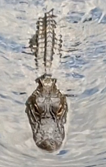 Screenshot_2021-09-10_052157