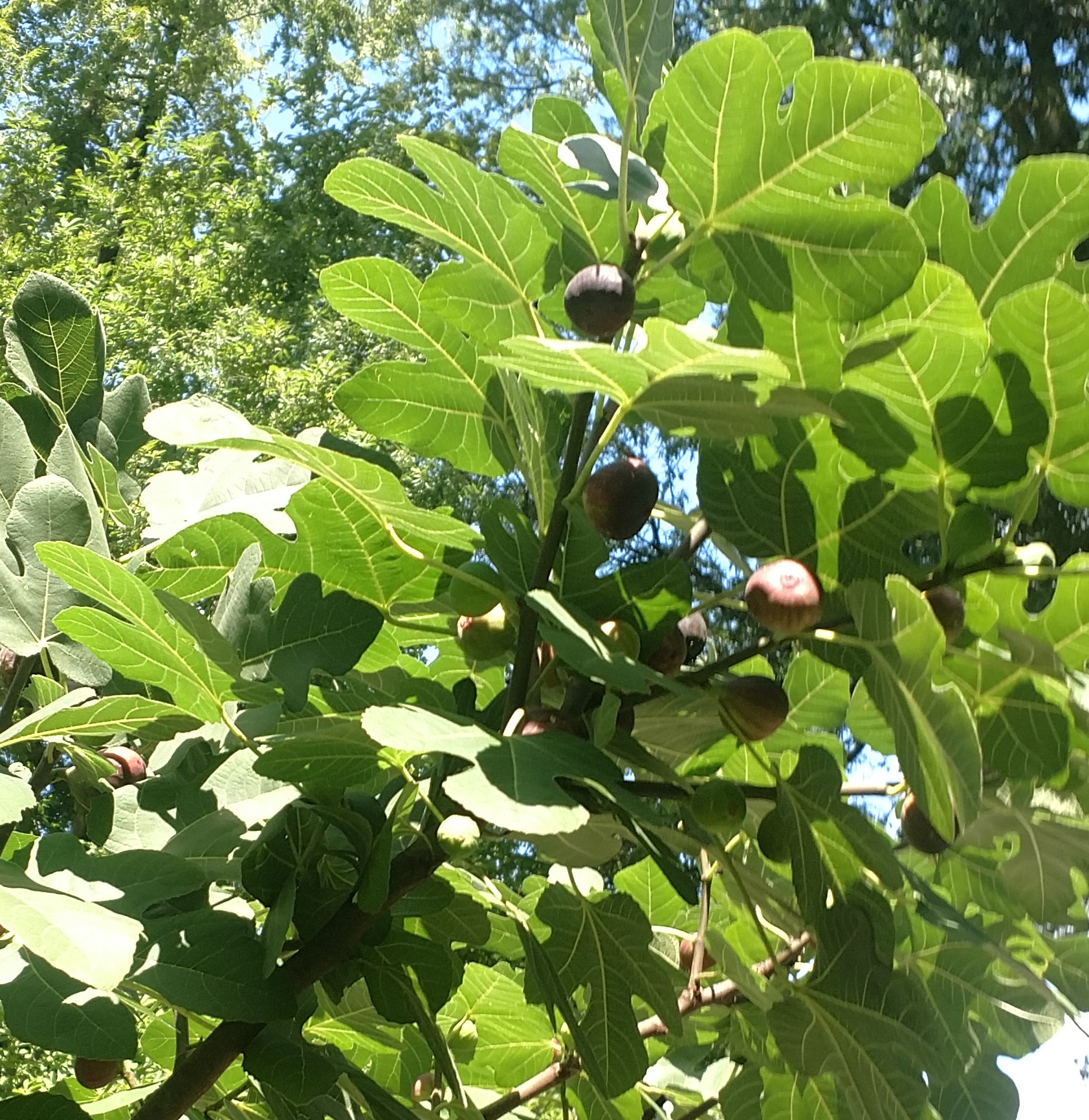 Grow Fig as a Tree in Zone 7 Page 3 General Fruit Growing Growing