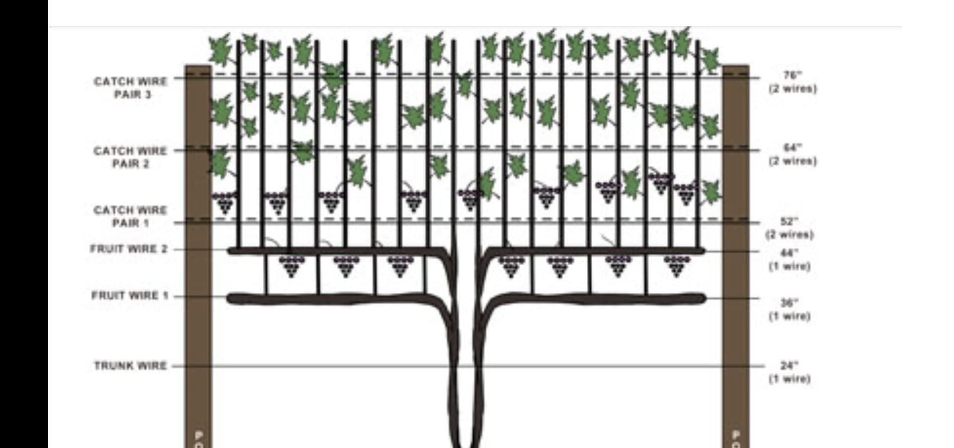 Positionering Ruit Muscadines 2023 - Page 3 - General Fruit Growing - Growing Fruit