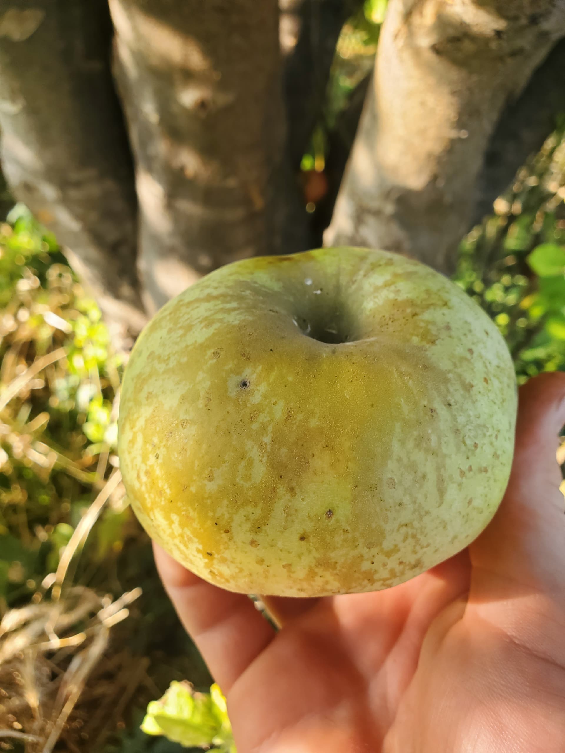 Apple 様 Apple Review #13: Ashmead's Kernel – Chuck Wendig: Terribleminds