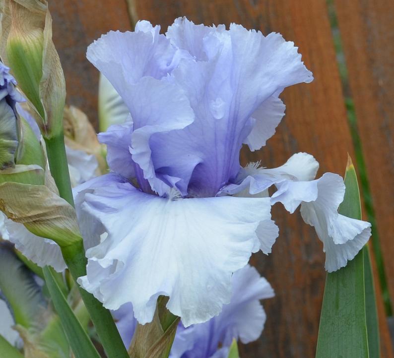 sugar%20blues