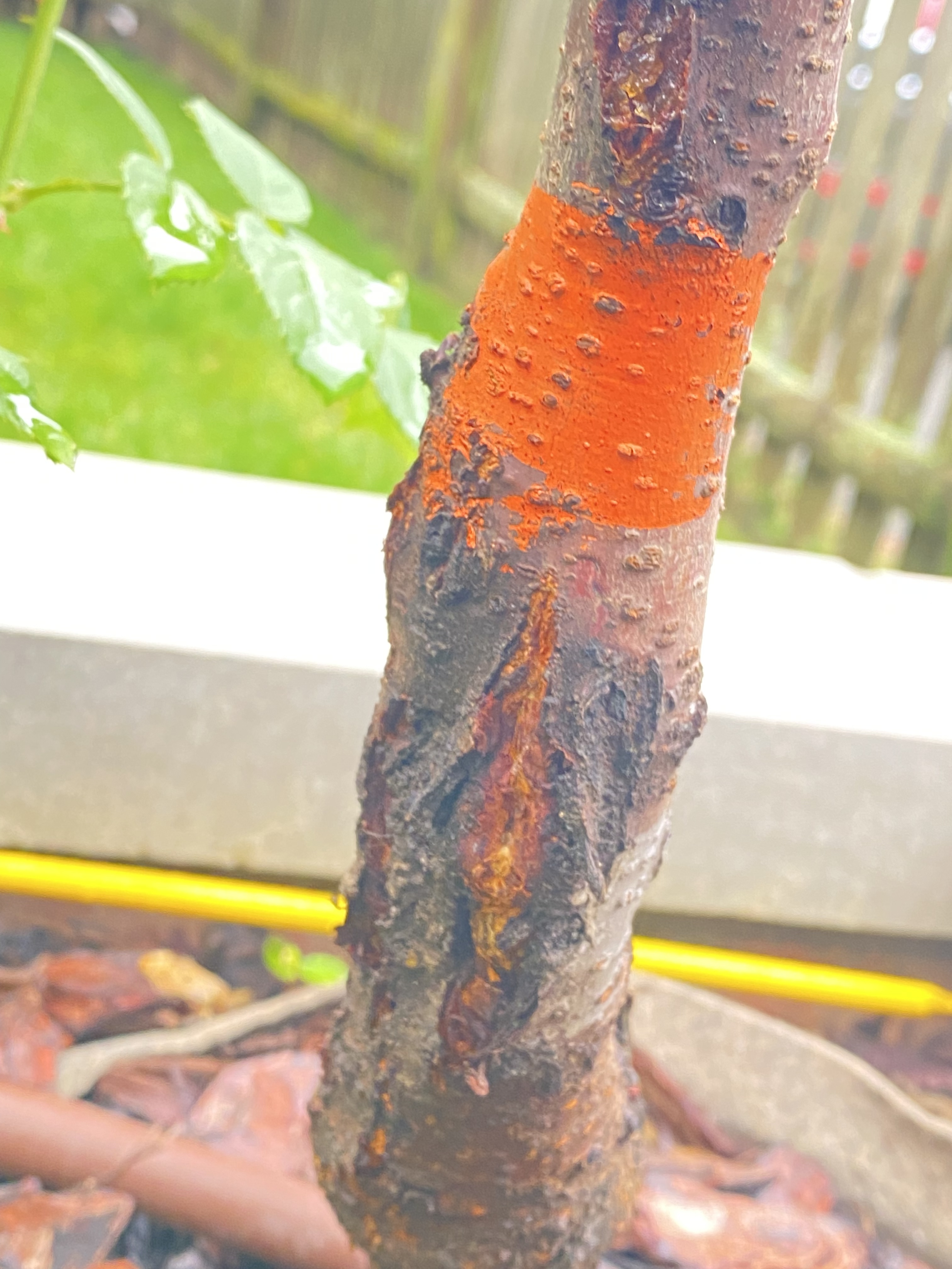 Cherry tree trunk is looking really bad. Splitting? Rotting? General