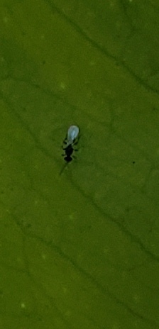 20240930_133325_resized(2)