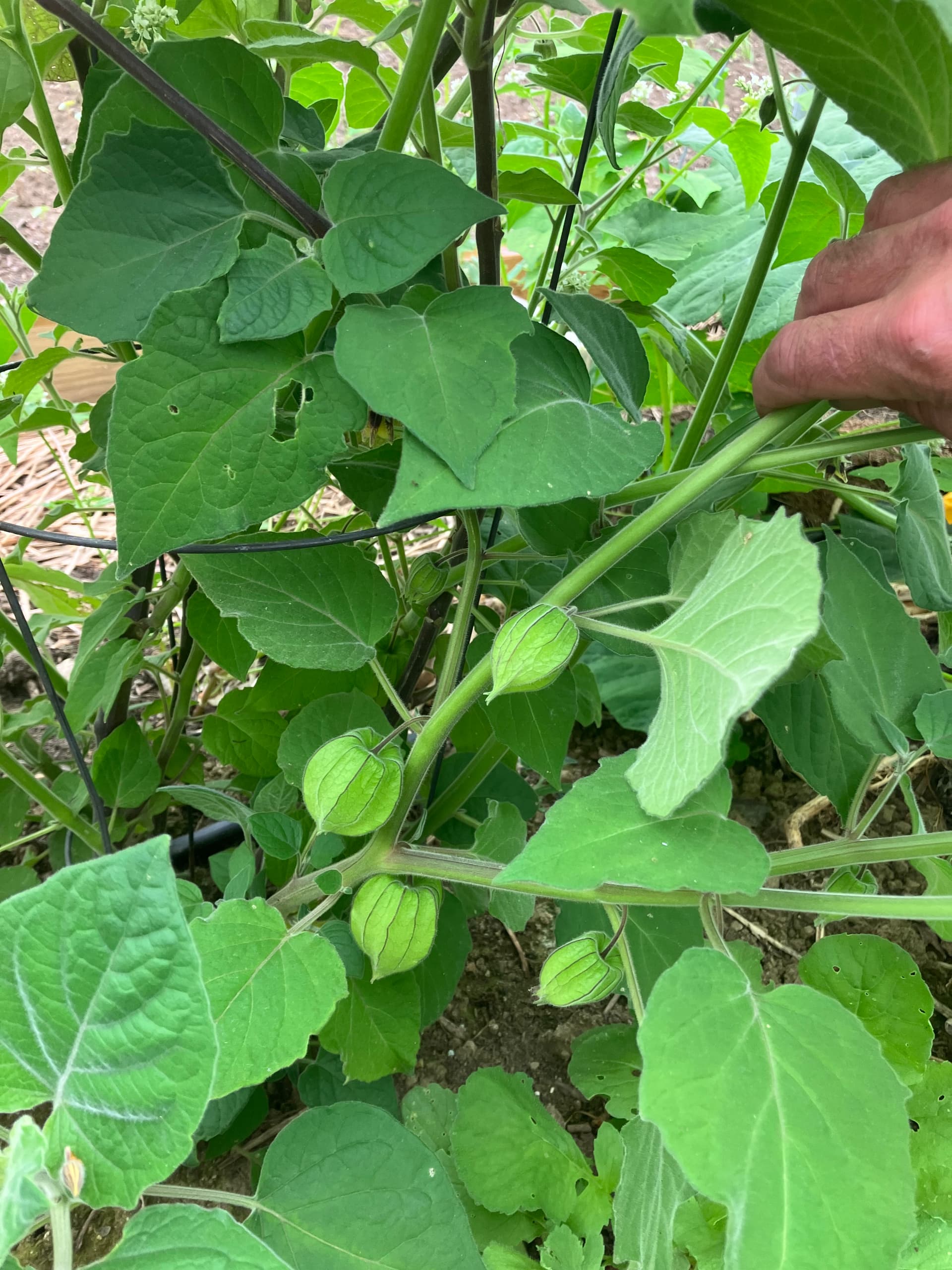 What unusual vegetables should I grow that I've never heard of? - Page ...