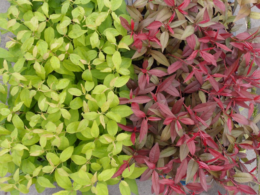 Rootstocks Your favorite suburban rootstocks? - General Fruit Growing - Growing Fruit