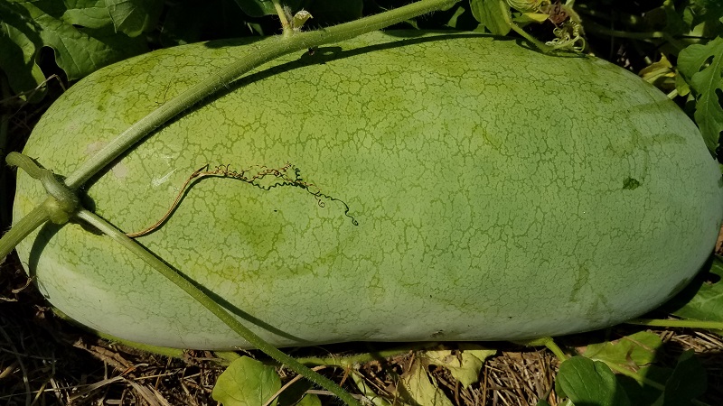 Watermelon ripeness - General Fruit Growing - Growing Fruit