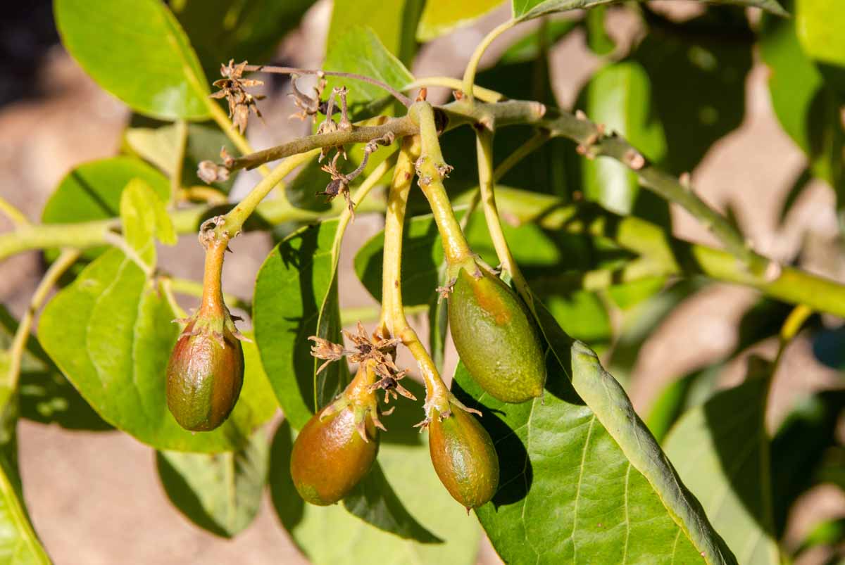 rdc 4846 Mexicola Grande