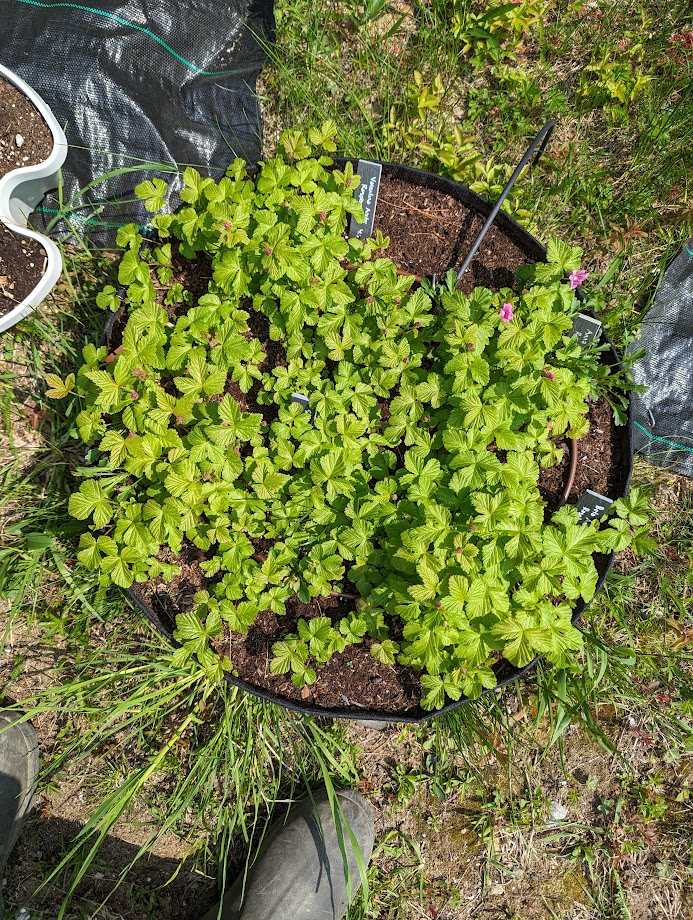 Growing Arctic Raspberry Is it time to rip out out my arctic raspberries? - Page 6 - General ...