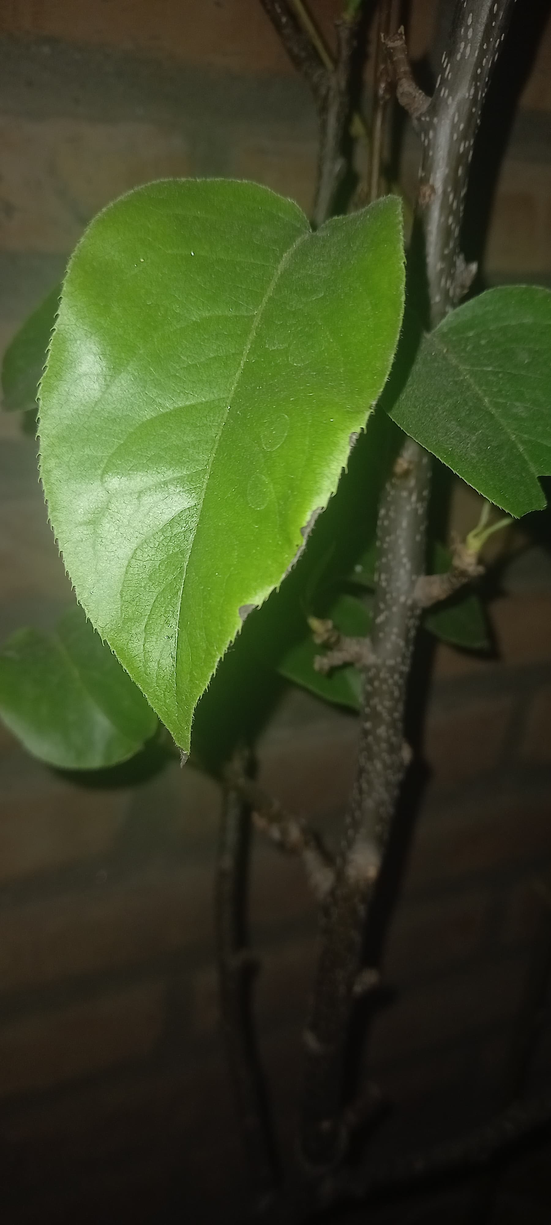My asían pear tree (pyrus pyrifolia) tree has these black marks around