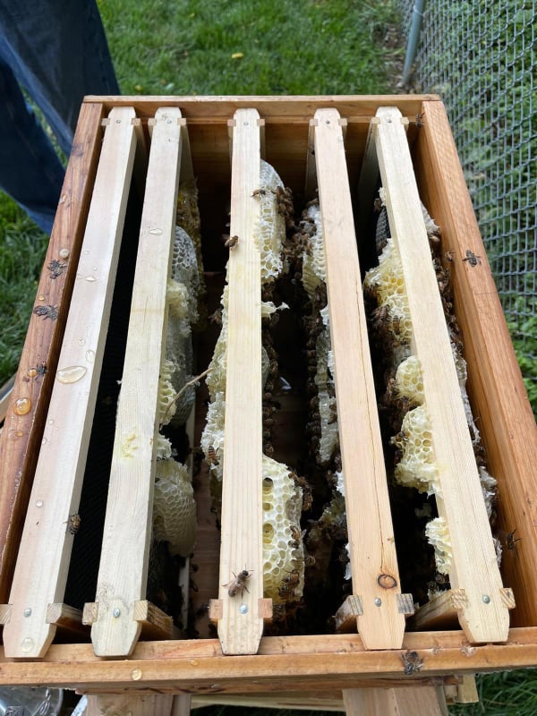 beehive 4 june 21 2021