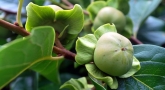 unripe persimmon fruit