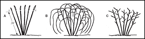 figure-7-2595ad75788cd2