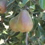 harrow delight pear