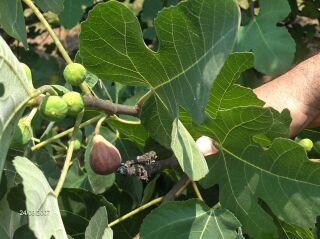 English Brown Turkey