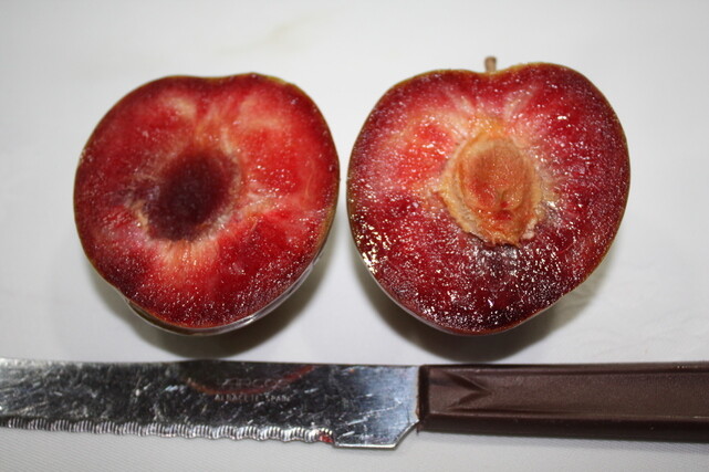 Elephant Heart 2