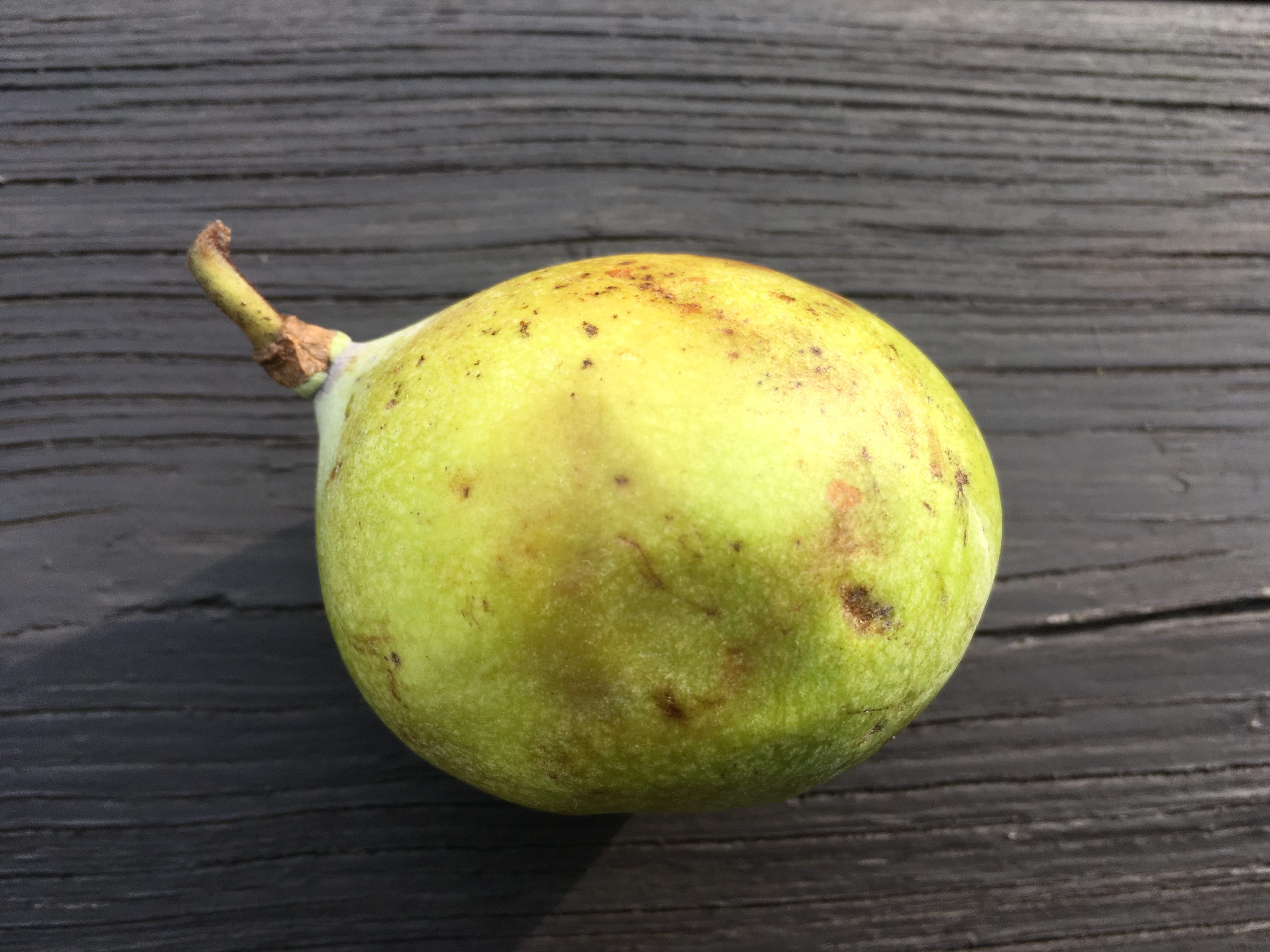 Pakistan Mulberry in Zone 7 possible? (+ trying & growing PawPaws