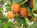Fuyu persimmon