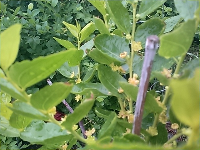 IMG_20180610_094618511