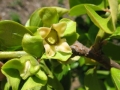 Izu persimmon flower