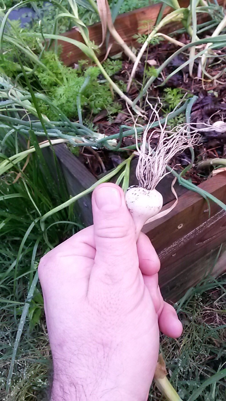 Growing garlic problems General Gardening Growing Fruit