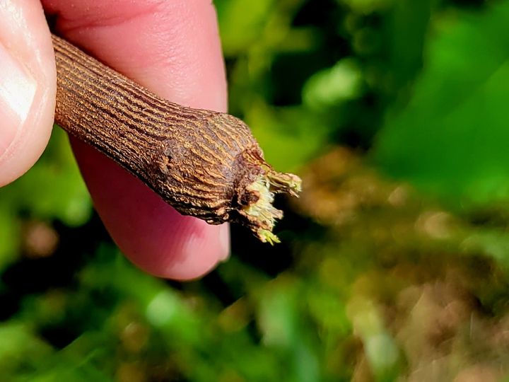 tendrill 289721161_10223484800211706_3753552754246466512_n