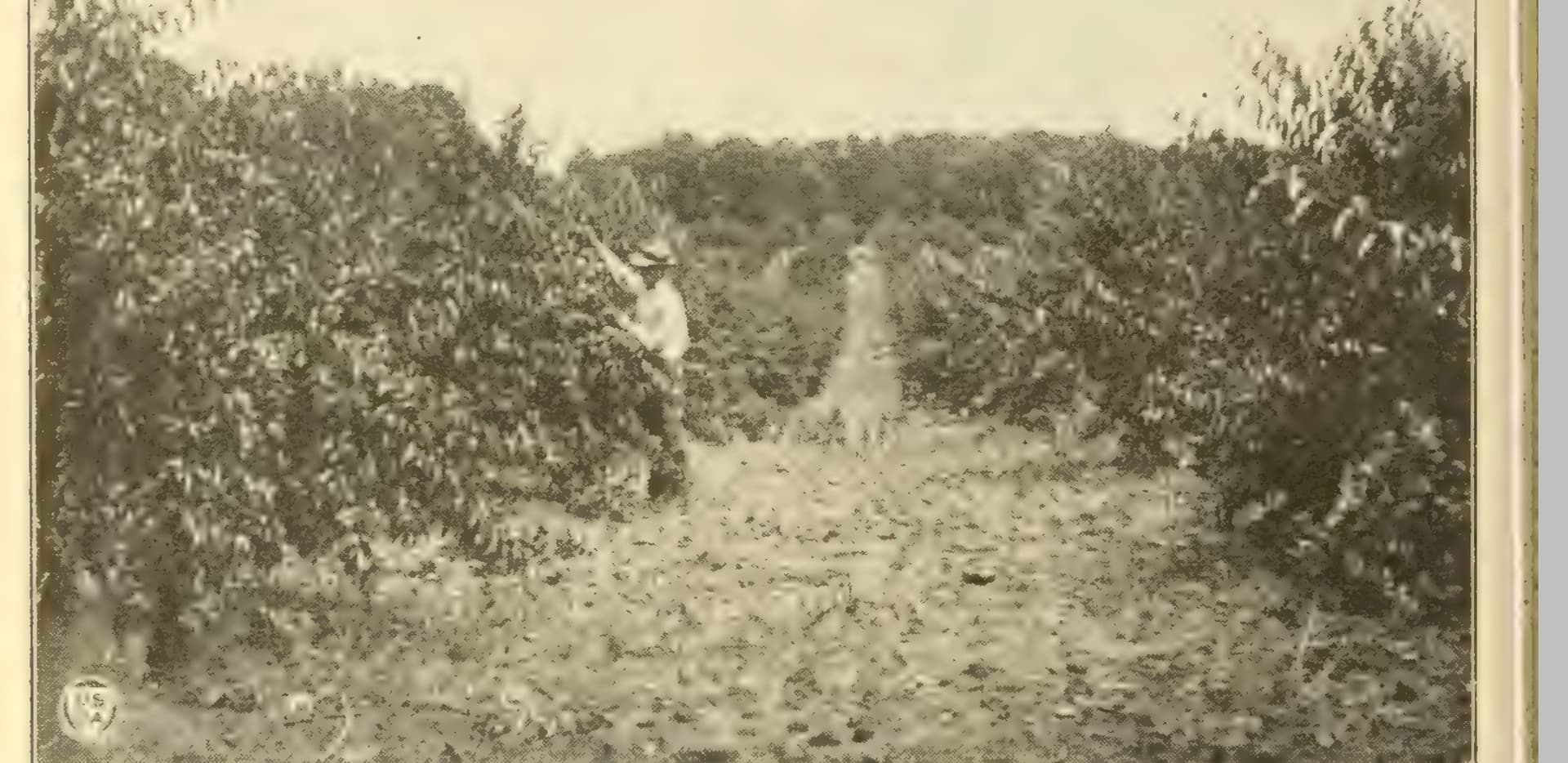 Fruits of WVA, Kentucky & Tenn General Fruit Growing Growing Fruit