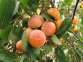 Early Fuyu persimmon