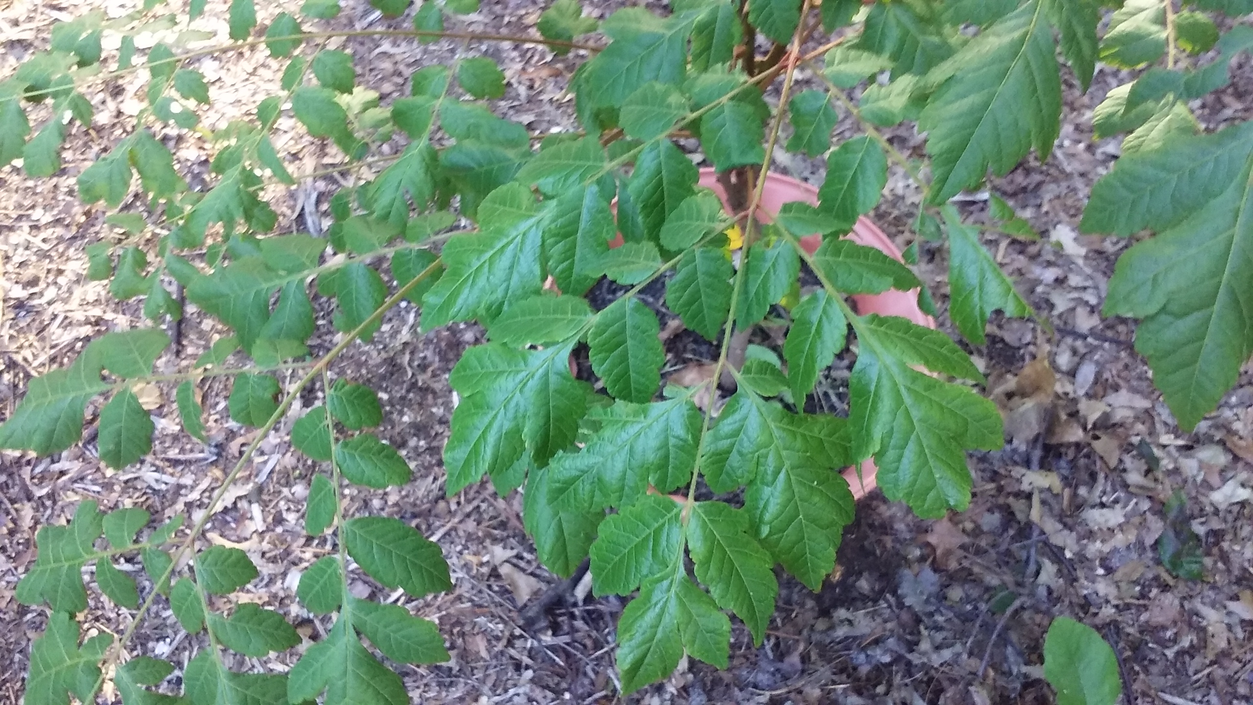 Help Identify Tree General Fruit Growing Growing Fruit