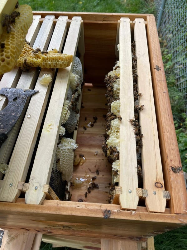 beehive 2 june 21 2021