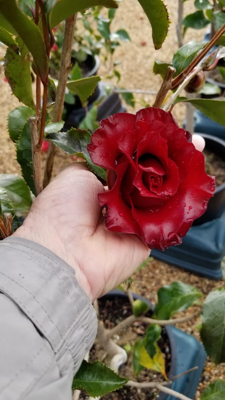 Resizer_17088167826830