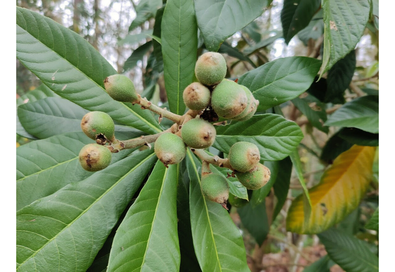 Loquats - Page 3 - General Fruit Growing - Growing Fruit