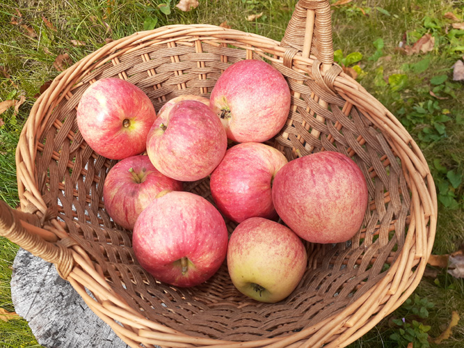 CanStrawb-fruit-100623-w