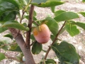 unripe Giombo persimmon