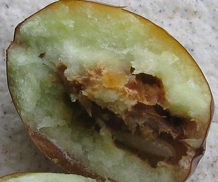 jj6_falsecodlingmoth